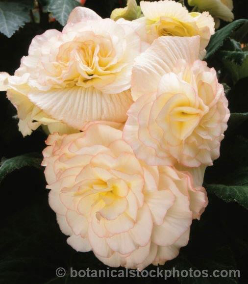 B. ‘Michelle Smith’